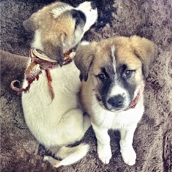 1 LEFT // american pie patriotic londonerus bandanas - Picture 11 of 16